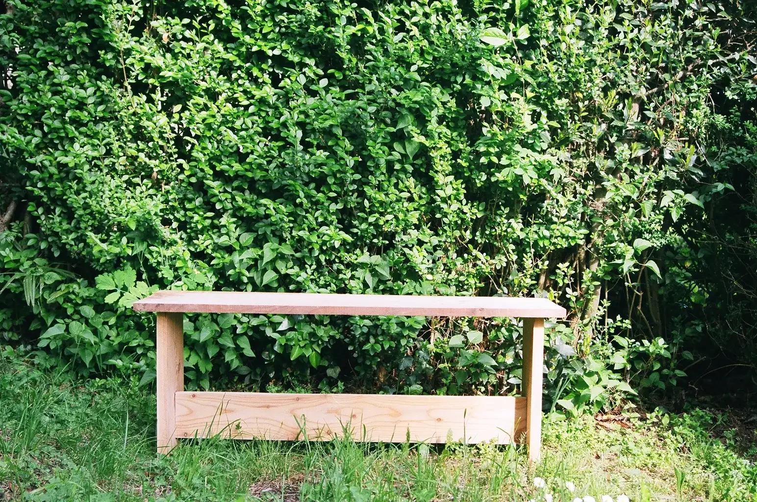 Tender Observer by a hedge